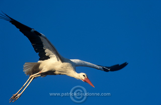 White Stork (Ciconia ciconia) - Cigogne blanche - 20383