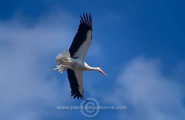 White Stork (Ciconia ciconia) - Cigogne blanche - 20385