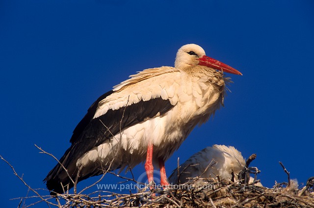 White Stork (Ciconia ciconia) - Cigogne blanche - 20386