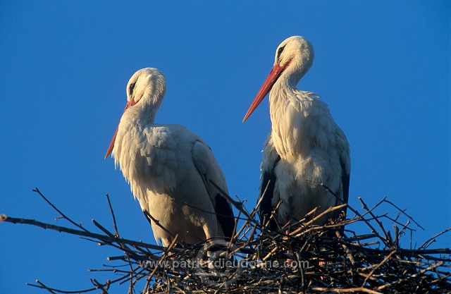 White Stork (Ciconia ciconia) - Cigogne blanche - 20387