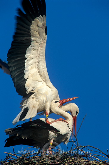 White Stork (Ciconia ciconia) - Cigogne blanche - 20388