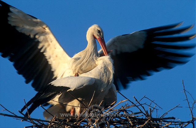 White Stork (Ciconia ciconia) - Cigogne blanche - 20389