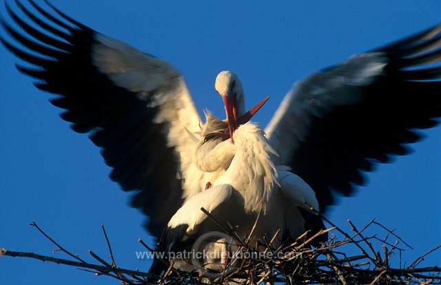 White Stork (Ciconia ciconia) - Cigogne blanche - 20390