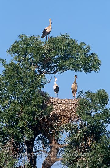 White Stork (Ciconia ciconia) - Cigogne blanche - 20391