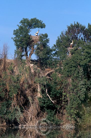 White Stork (Ciconia ciconia) - Cigogne blanche - 20392