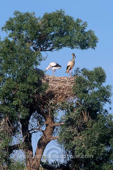 White Stork (Ciconia ciconia) - Cigogne blanche - 20393