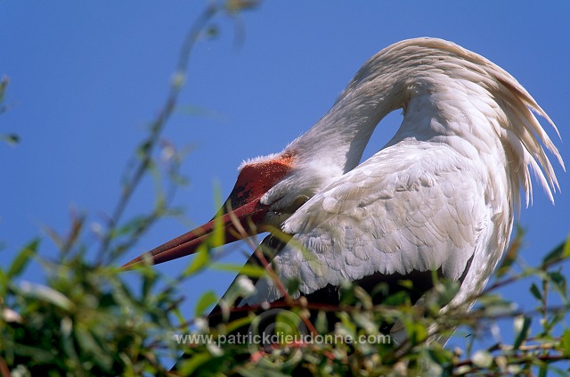 White Stork (Ciconia ciconia) - Cigogne blanche - 20394