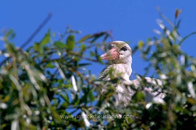 White Stork (Ciconia ciconia) - Cigogne blanche - 20395