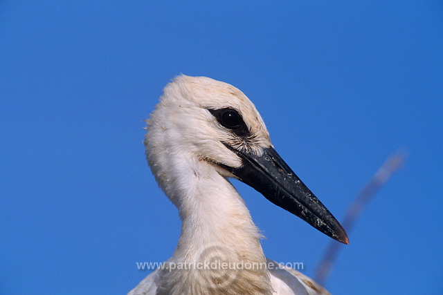 White Stork (Ciconia ciconia) - Cigogne blanche - 20396