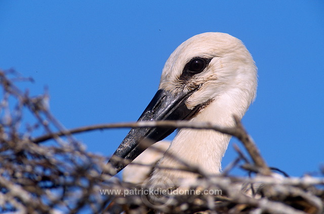 White Stork (Ciconia ciconia) - Cigogne blanche - 20397