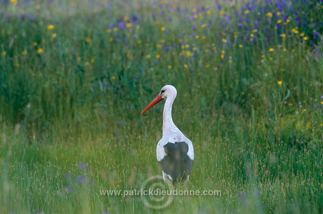 White Stork (Ciconia ciconia) - Cigogne blanche - 20398