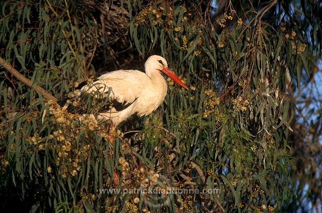 White Stork (Ciconia ciconia) - Cigogne blanche - 20399