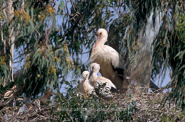 White Stork (Ciconia ciconia) - Cigogne blanche - 20400