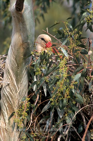 White Stork (Ciconia ciconia) - Cigogne blanche - 20401