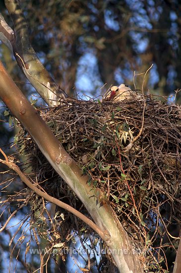 White Stork (Ciconia ciconia) - Cigogne blanche - 20402