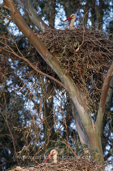 White Stork (Ciconia ciconia) - Cigogne blanche - 20403