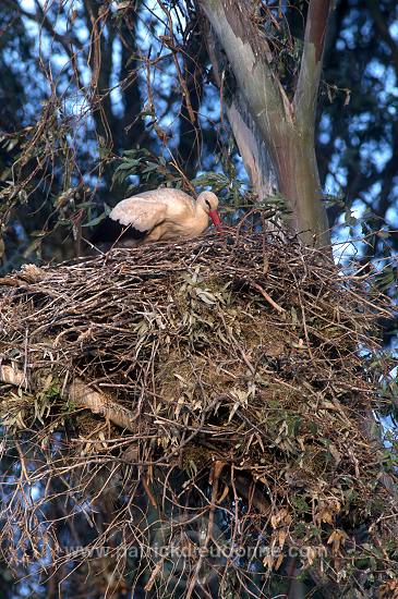 White Stork (Ciconia ciconia) - Cigogne blanche - 20404