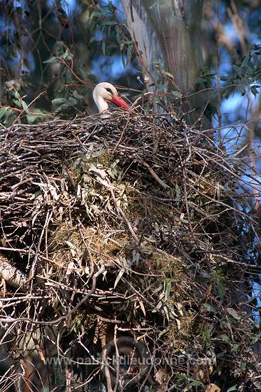 White Stork (Ciconia ciconia) - Cigogne blanche - 20405