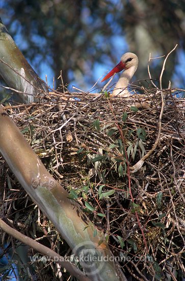 White Stork (Ciconia ciconia) - Cigogne blanche - 20406