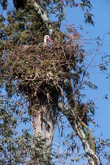 White Stork (Ciconia ciconia) - Cigogne blanche - 20408