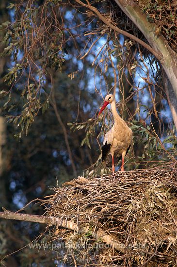 White Stork (Ciconia ciconia) - Cigogne blanche - 20409