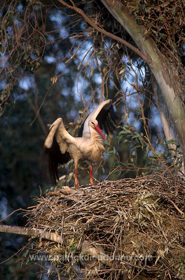 White Stork (Ciconia ciconia) - Cigogne blanche - 20410