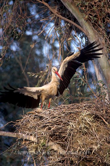 White Stork (Ciconia ciconia) - Cigogne blanche - 20411