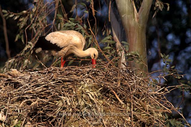 White Stork (Ciconia ciconia) - Cigogne blanche - 20412