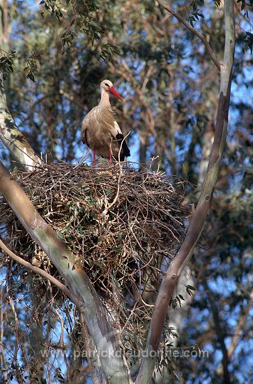 White Stork (Ciconia ciconia) - Cigogne blanche - 20413