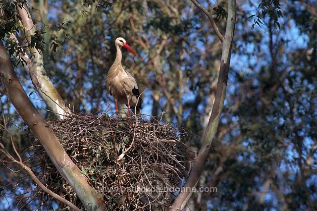 White Stork (Ciconia ciconia) - Cigogne blanche - 20414