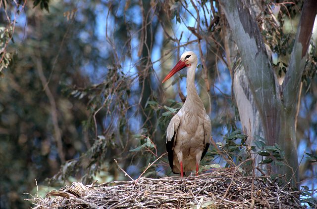 White Stork (Ciconia ciconia) - Cigogne blanche - 20415