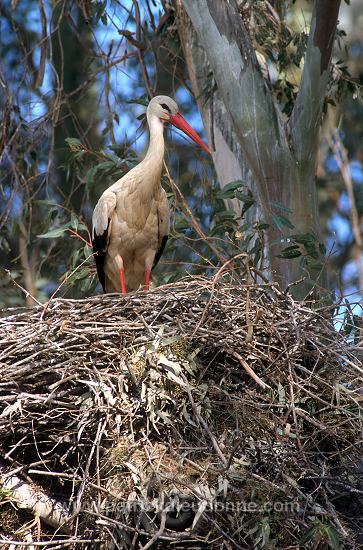 White Stork (Ciconia ciconia) - Cigogne blanche - 20416