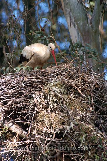 White Stork (Ciconia ciconia) - Cigogne blanche - 20417