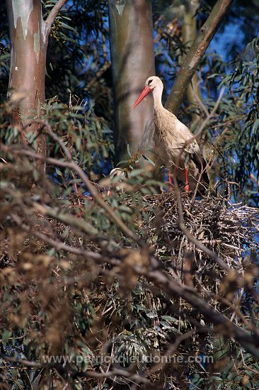 White Stork (Ciconia ciconia) - Cigogne blanche - 20418