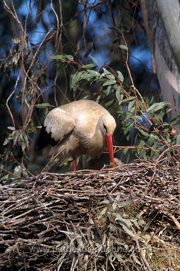 White Stork (Ciconia ciconia) - Cigogne blanche - 20419