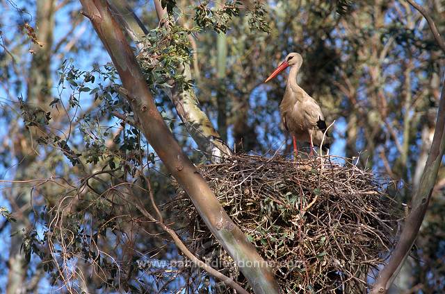 White Stork (Ciconia ciconia) - Cigogne blanche - 20420