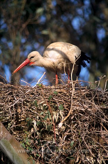 White Stork (Ciconia ciconia) - Cigogne blanche - 20421