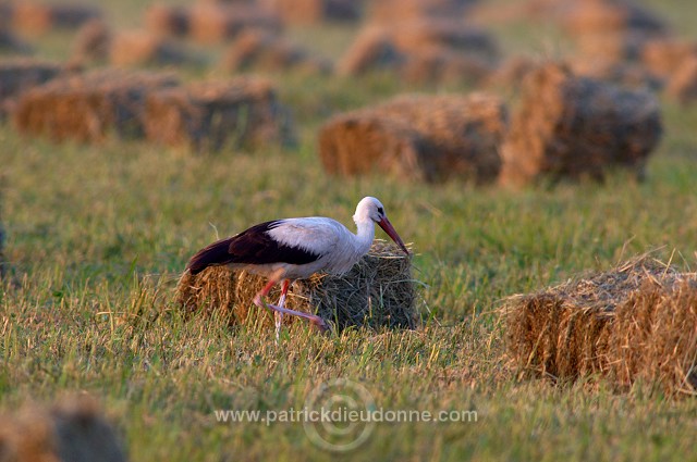 White Stork (Ciconia ciconia) - Cigogne blanche - 20444