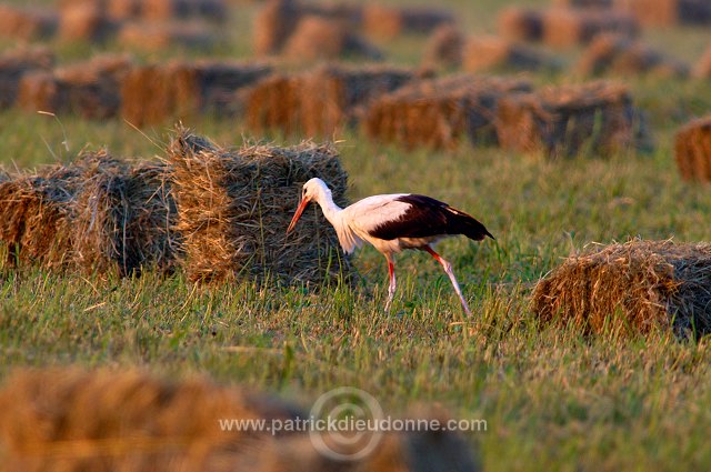 White Stork (Ciconia ciconia) - Cigogne blanche - 20445
