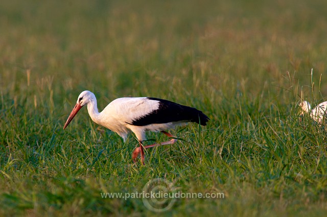 White Stork (Ciconia ciconia) - Cigogne blanche - 20446