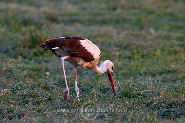 White Stork (Ciconia ciconia) - Cigogne blanche - 20447