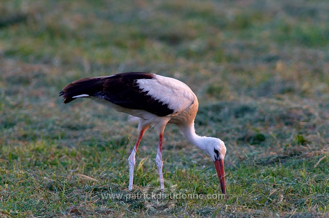 White Stork (Ciconia ciconia) - Cigogne blanche - 20448