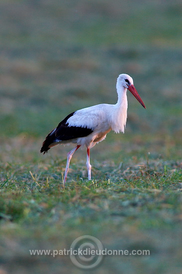 White Stork (Ciconia ciconia) - Cigogne blanche - 20450
