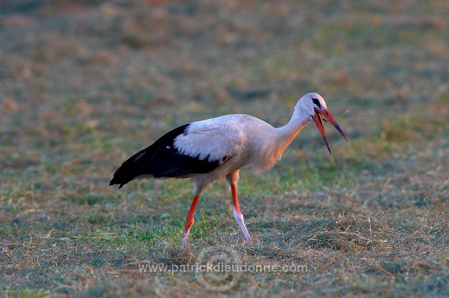 White Stork (Ciconia ciconia) - Cigogne blanche - 20452