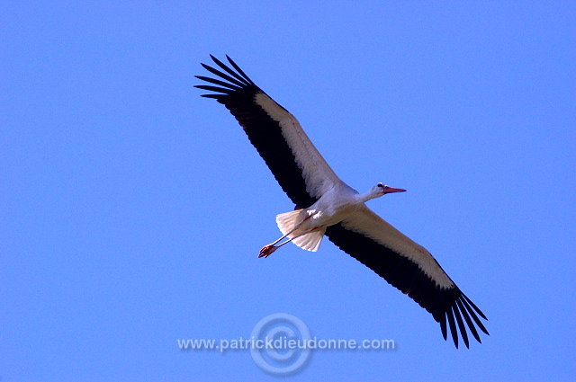 White Stork (Ciconia ciconia) - Cigogne blanche - 20453