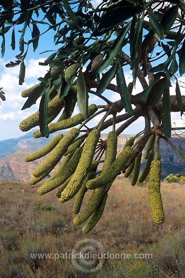 Blyde river canyon, South Africa - Afrique du Sud - 21112