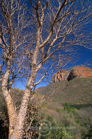 Great Escarpment, South Africa - Afrique du Sud - 21123