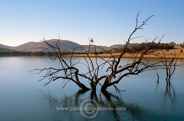 Mankwe Dam, Pilanesberg Park, South Africa - Afrique du Sud - 21132