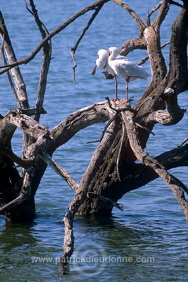 Mankwe Dam, Pilanesberg Park, South Africa - Afrique du Sud - 21133