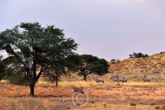 Kalahari-Gemsbok Park, South Africa - Afrique du Sud - 21139